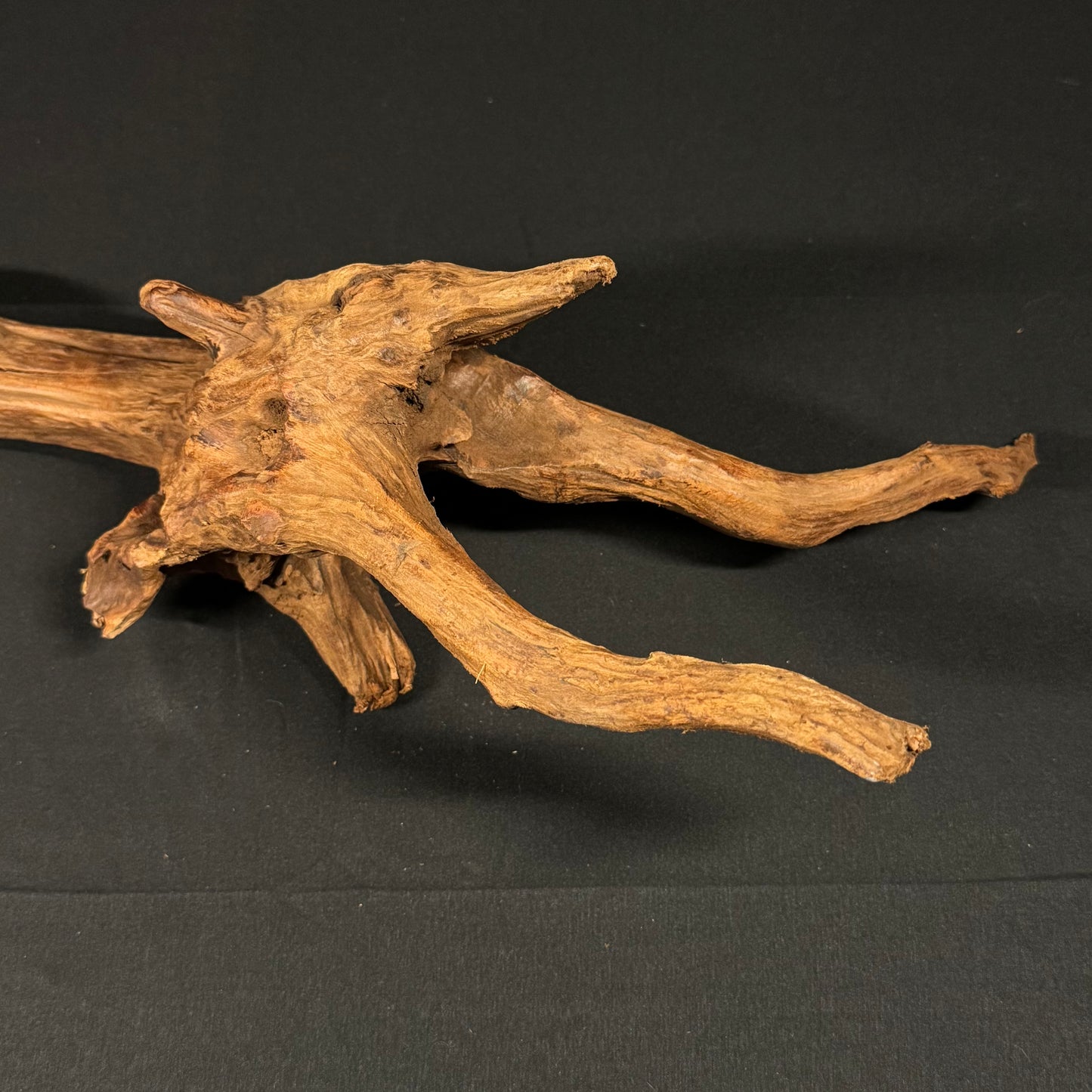 22” Malaysian Driftwood
