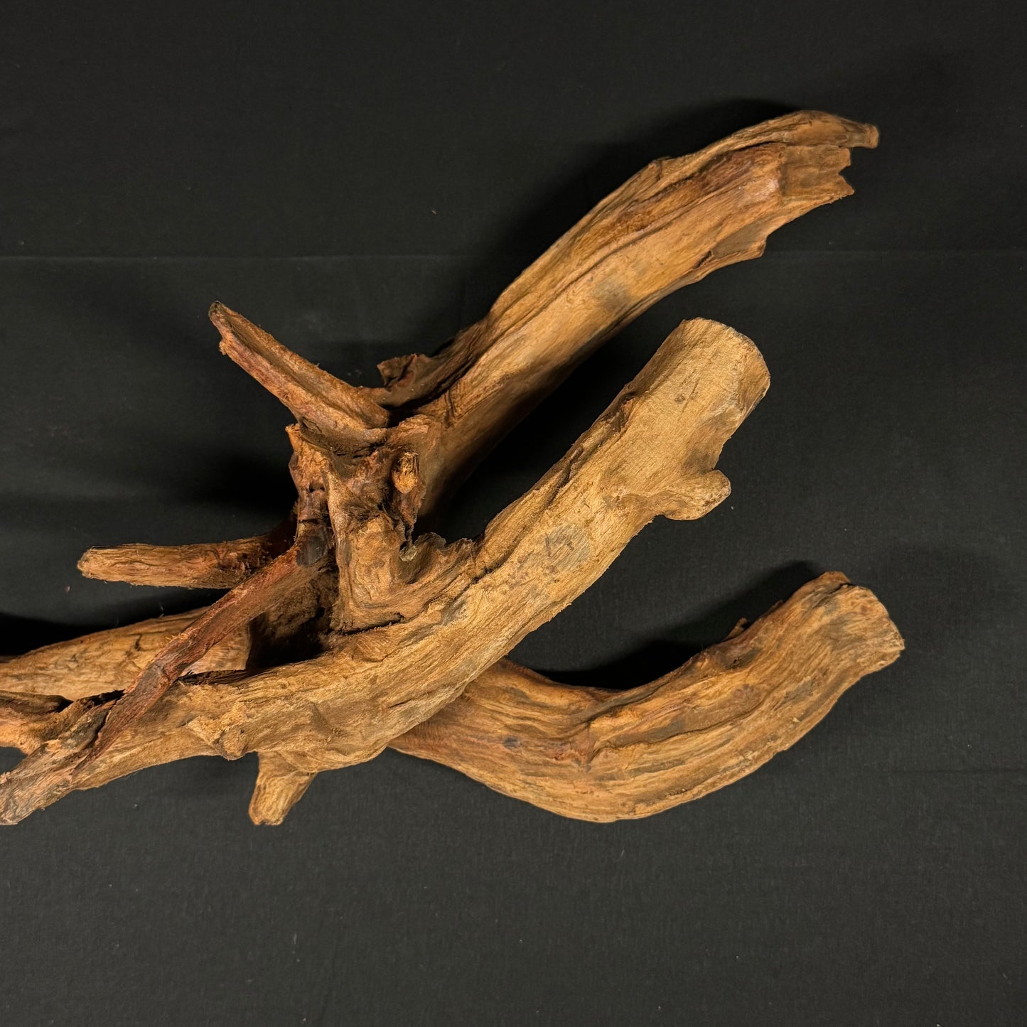 21” Malaysian Driftwood