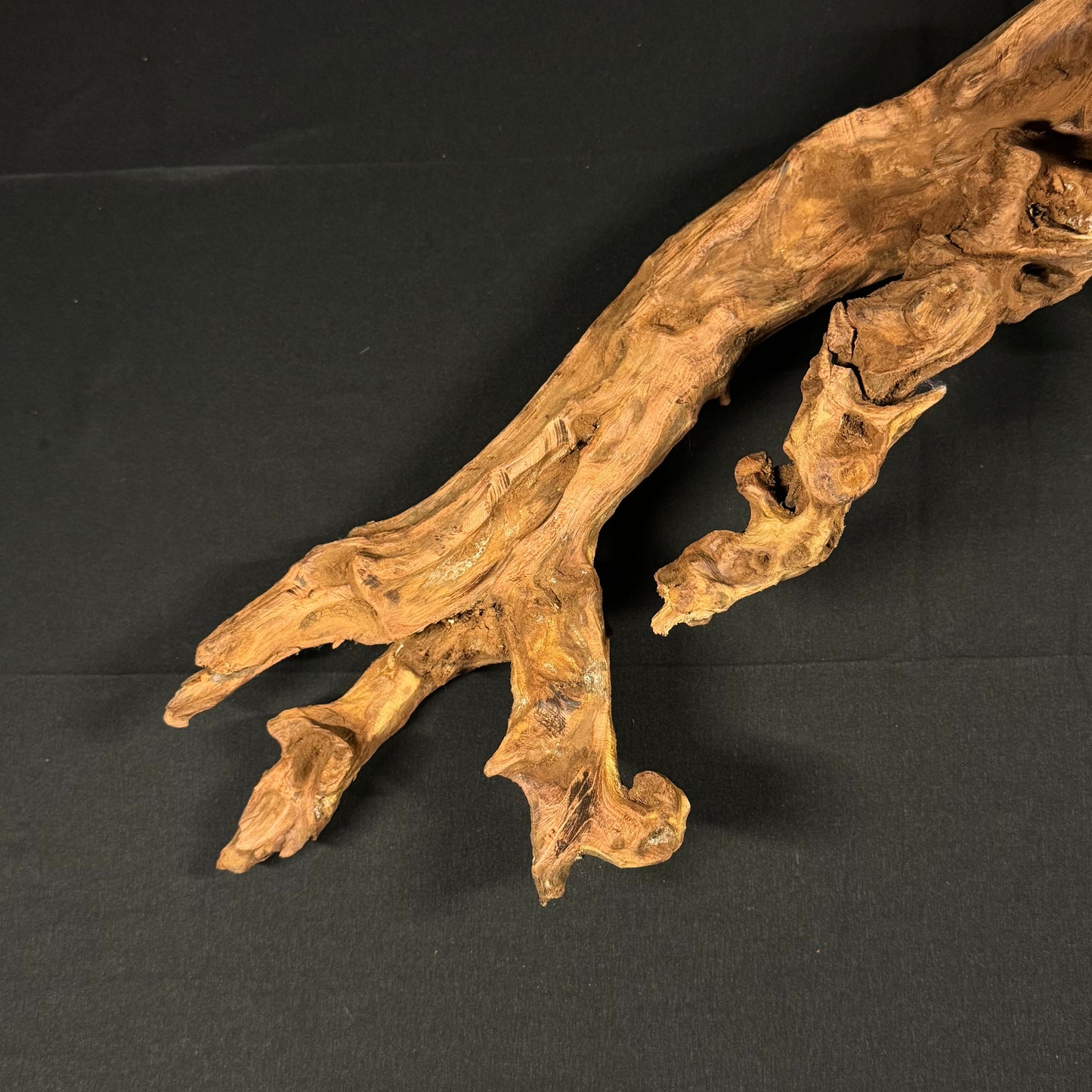 20” Malaysian Driftwood