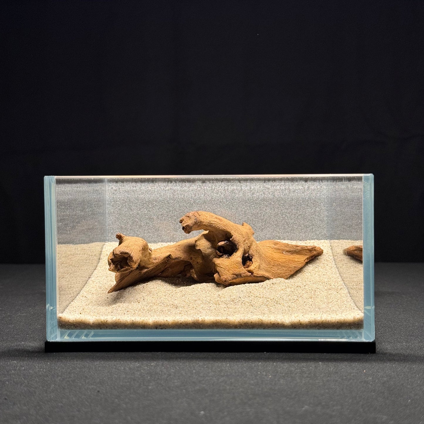 5"-6” Malaysian Driftwood