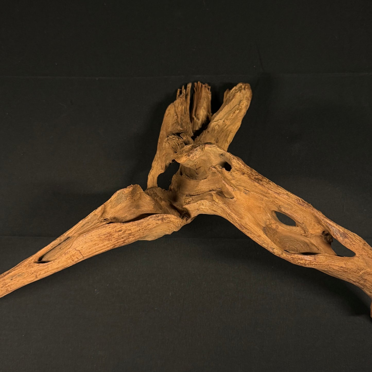 23” Malaysian Driftwood