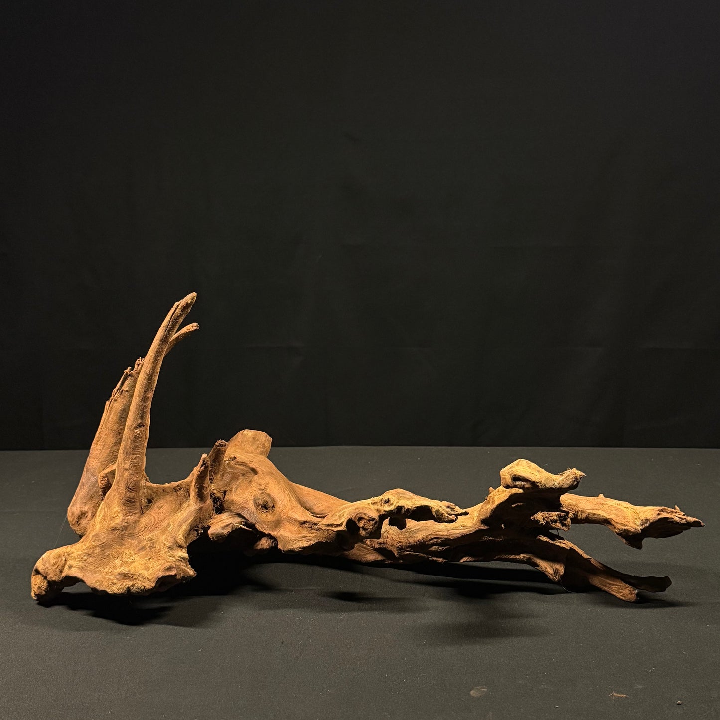 20” Malaysian Driftwood