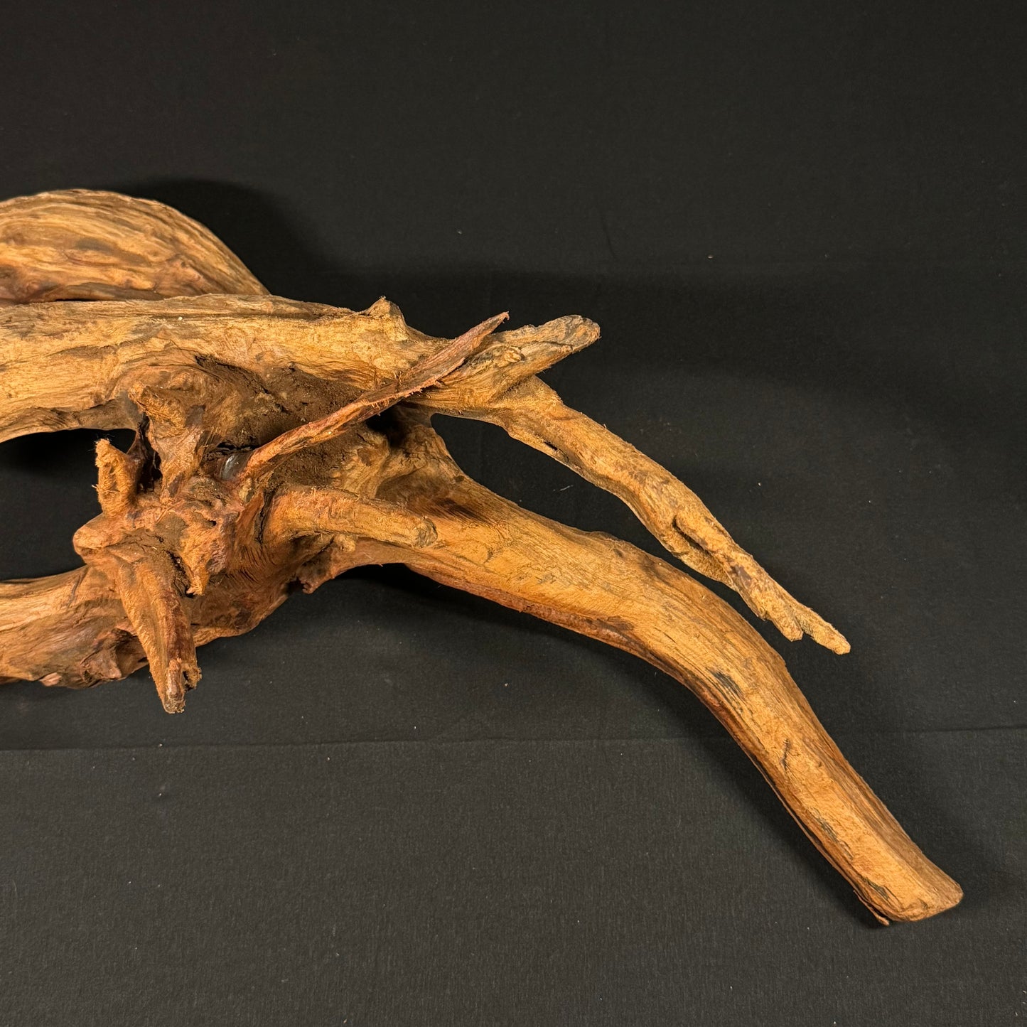 21” Malaysian Driftwood