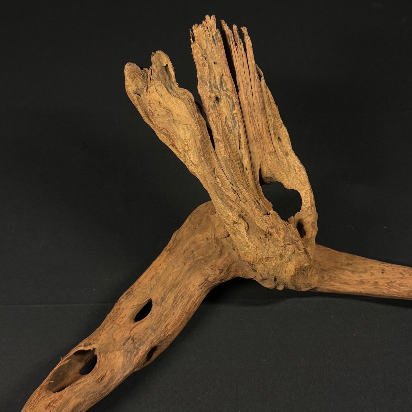 23” Malaysian Driftwood
