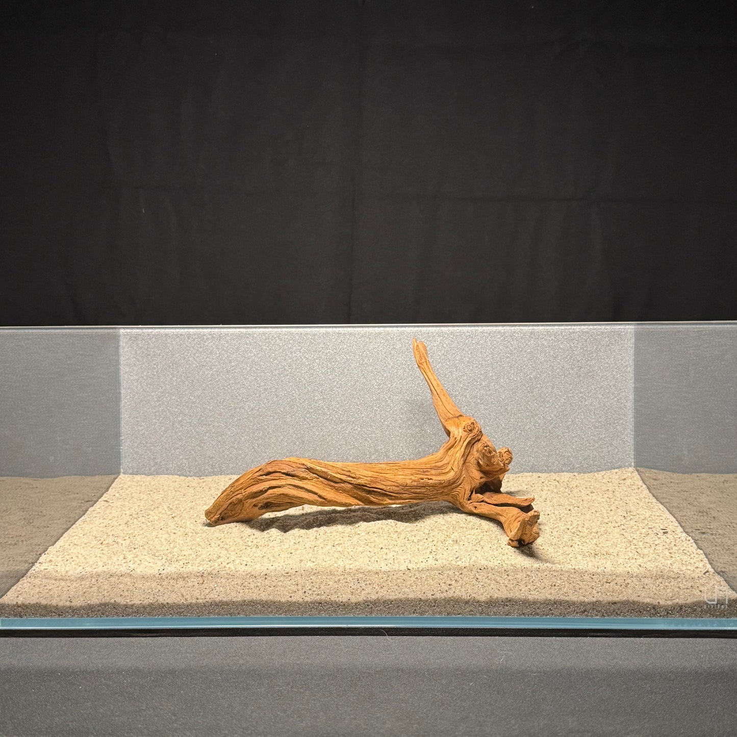 10”-12” Malaysian Driftwood