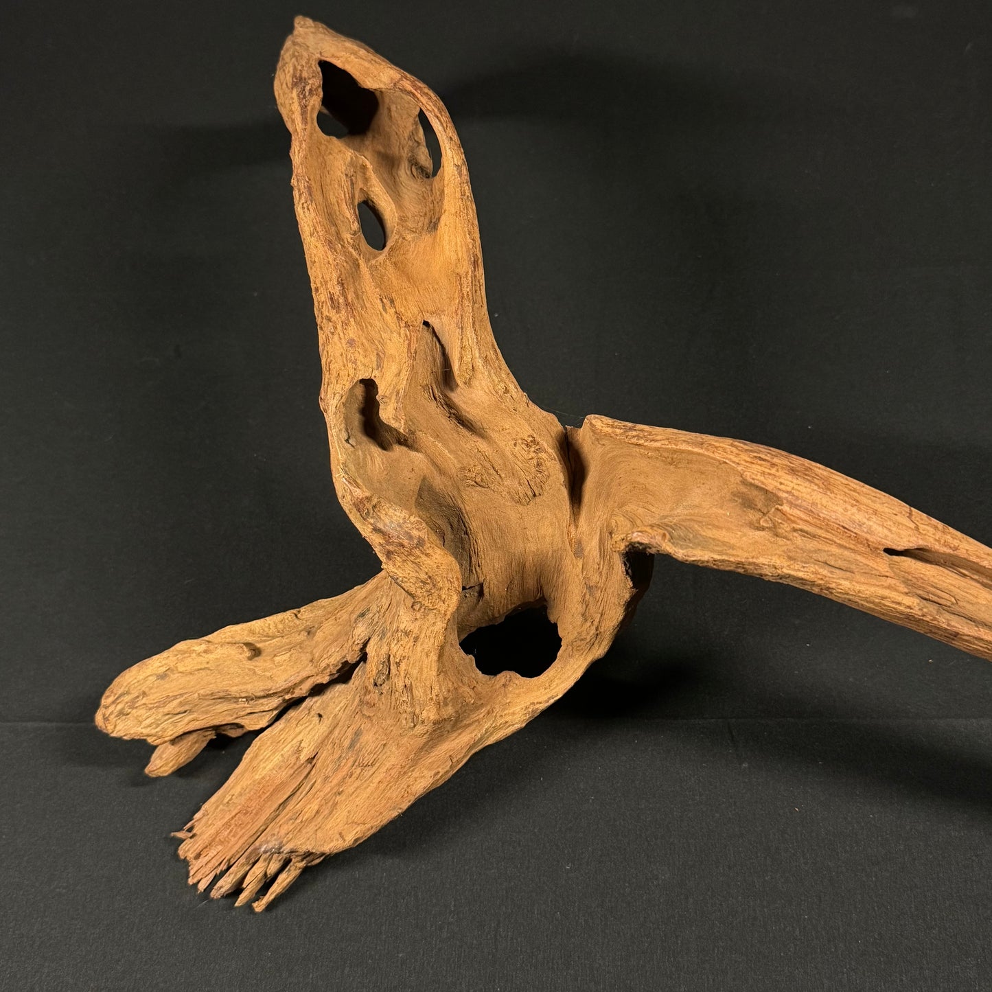 23” Malaysian Driftwood