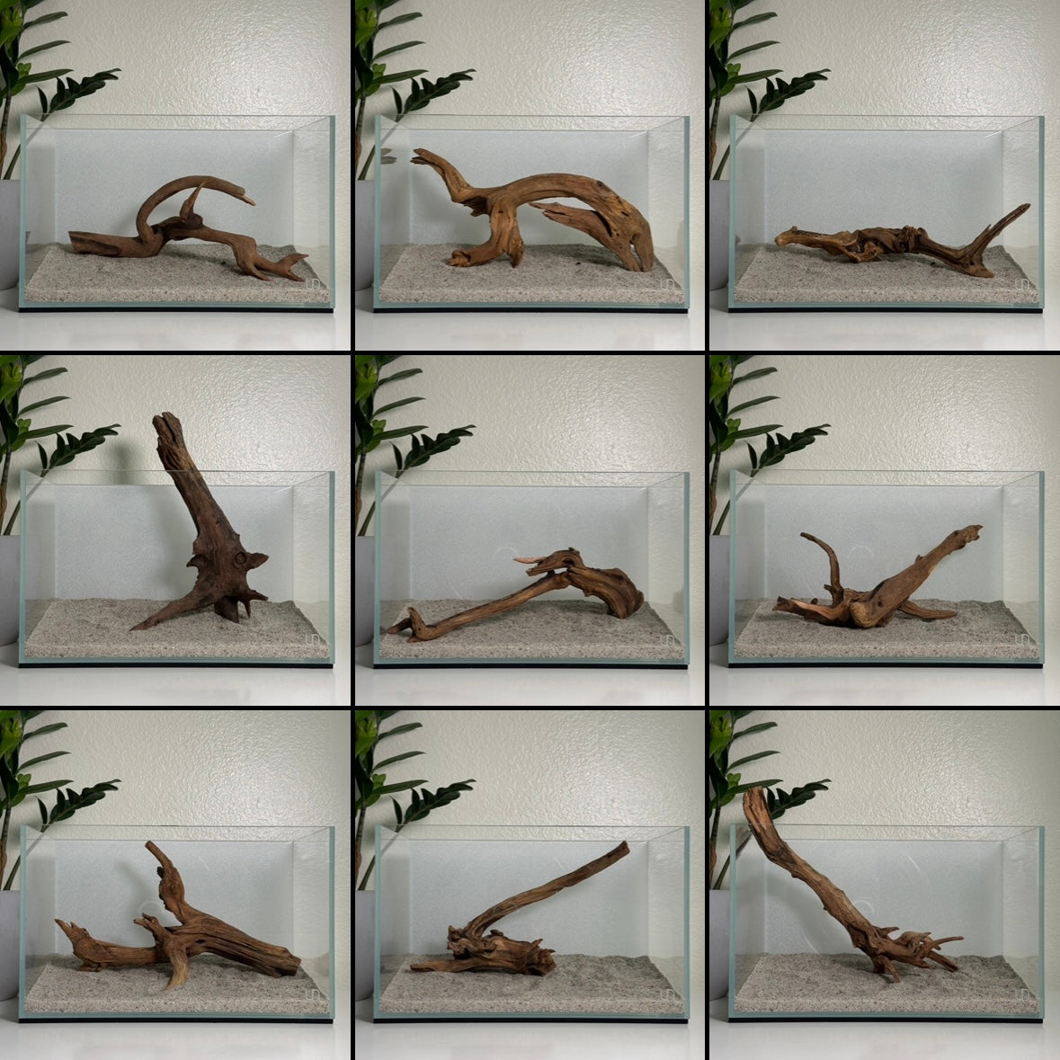 Malaysian Driftwood