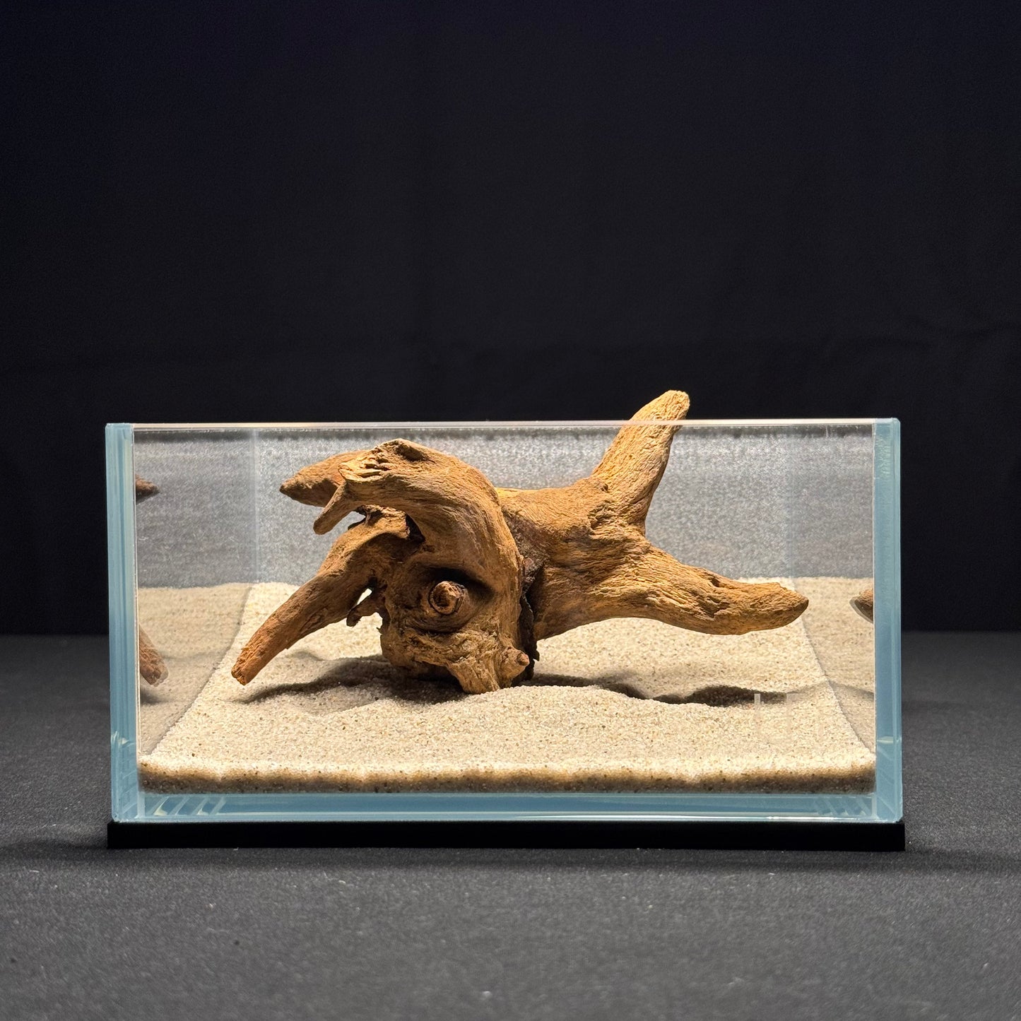 5"-6” Malaysian Driftwood