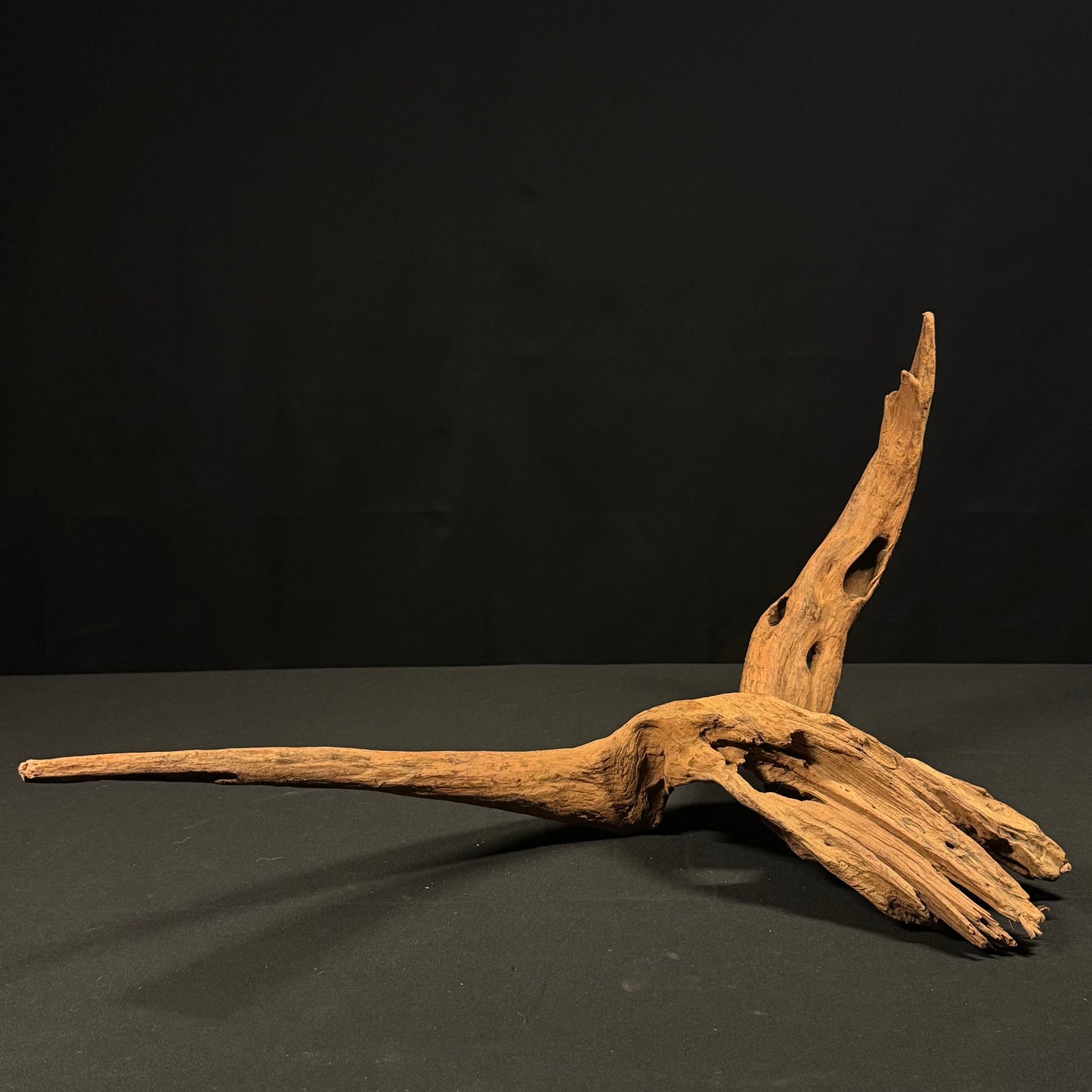 23” Malaysian Driftwood
