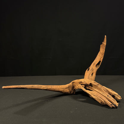23” Malaysian Driftwood
