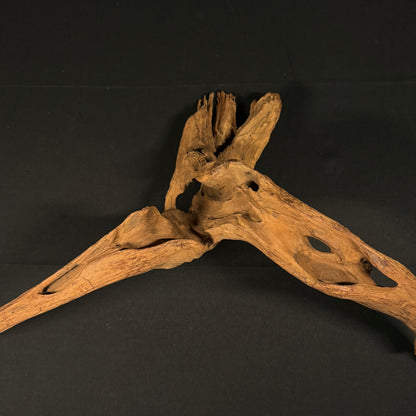 23” Malaysian Driftwood