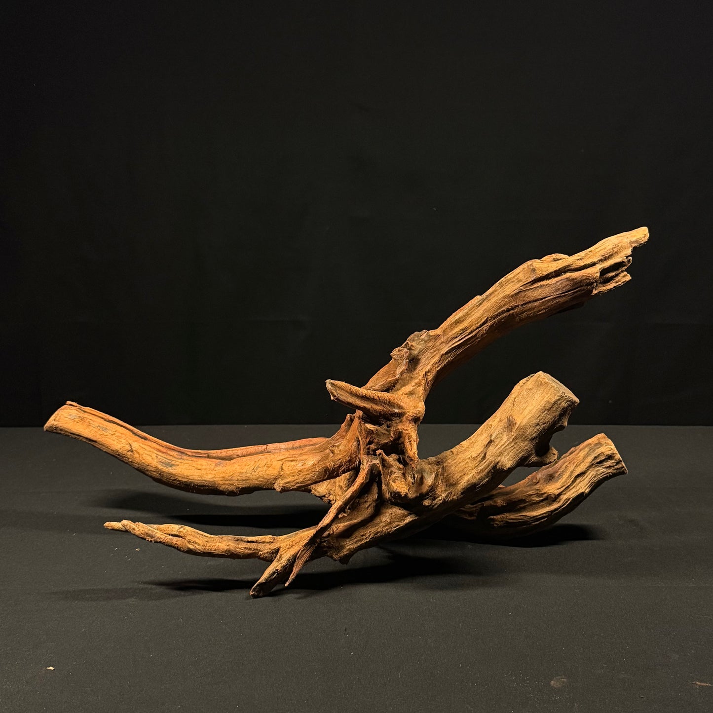 21” Malaysian Driftwood