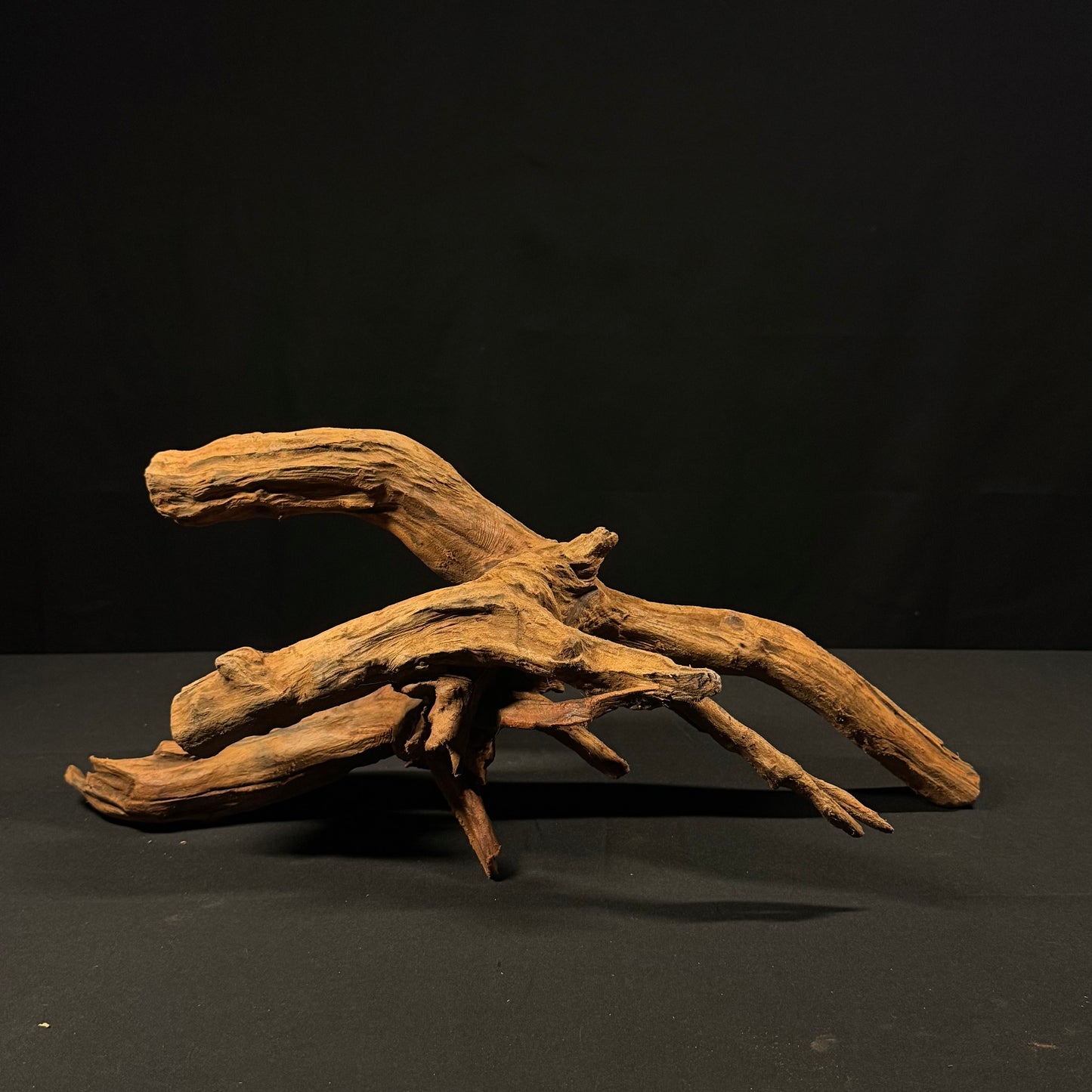 21” Malaysian Driftwood