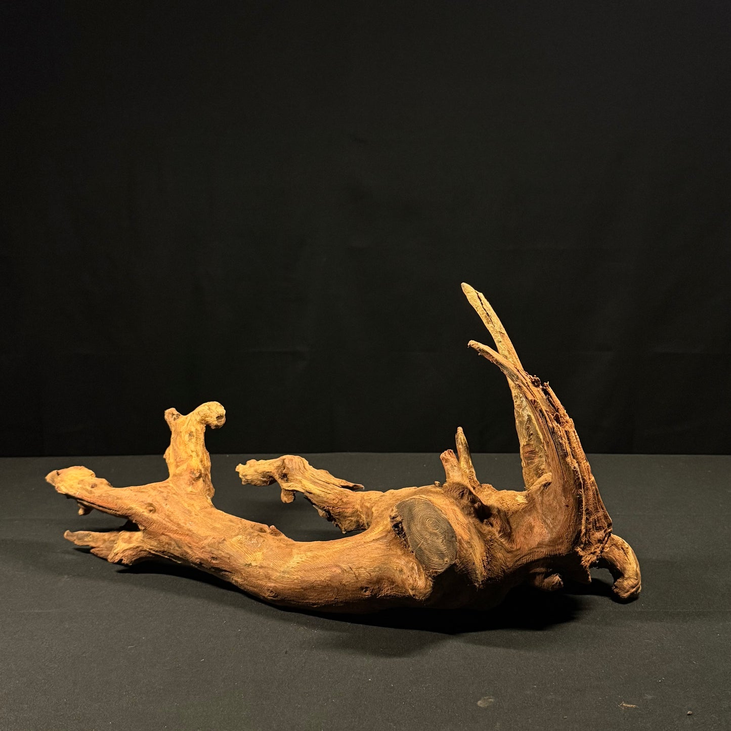 20” Malaysian Driftwood
