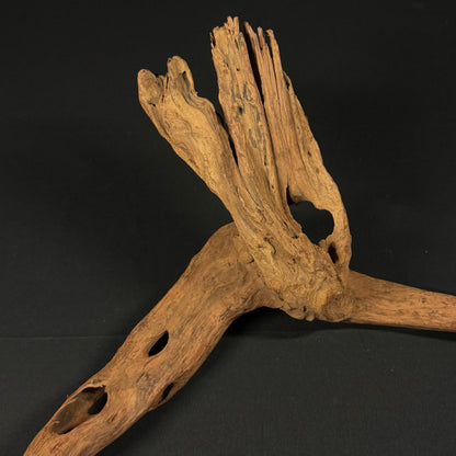 23” Malaysian Driftwood