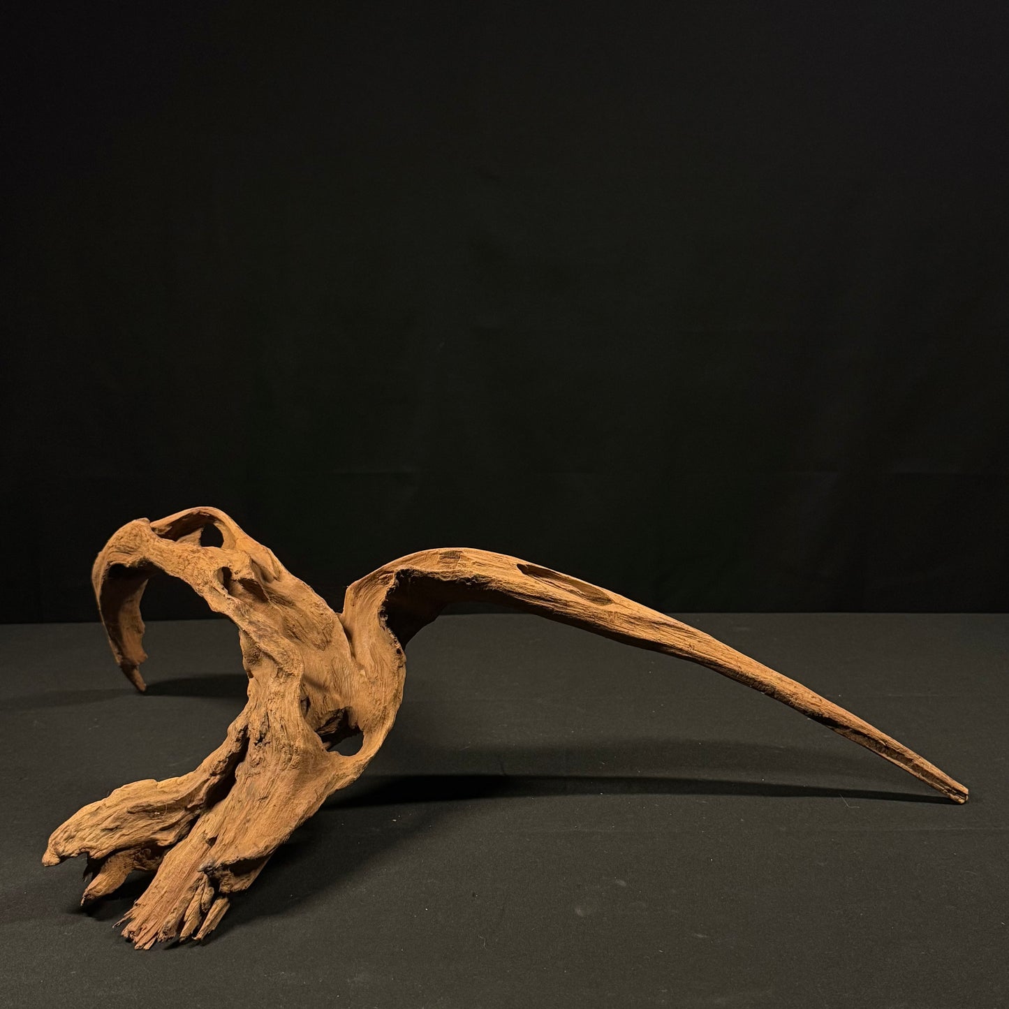 23” Malaysian Driftwood