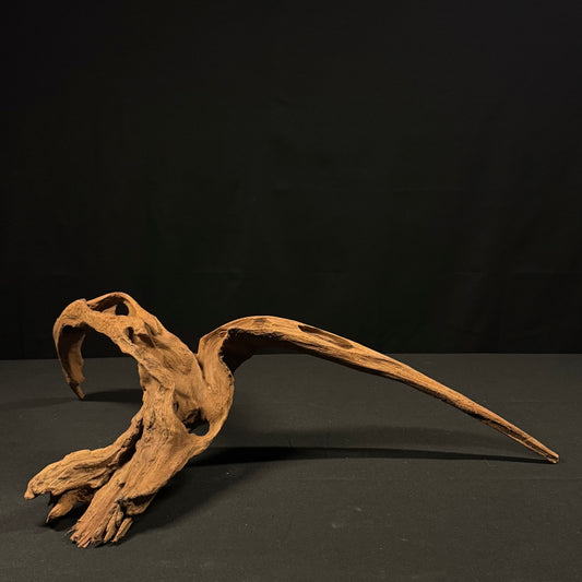 23” Malaysian Driftwood